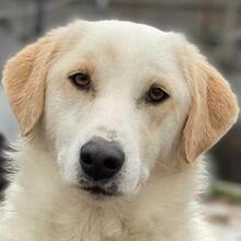 NAMI, Hund, Mischlingshund in Griechenland - Bild 1