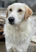 NAMI, Hund, Mischlingshund in Griechenland - Bild 12
