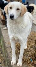 NAMI, Hund, Mischlingshund in Griechenland - Bild 2