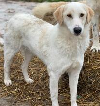 NAMI, Hund, Mischlingshund in Griechenland - Bild 7