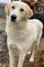 NAMI, Hund, Mischlingshund in Griechenland - Bild 8