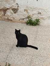 SALEM, Katze, Hauskatze in Spanien - Bild 17
