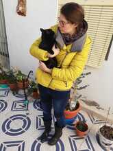 SALEM, Katze, Hauskatze in Spanien - Bild 6
