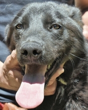 SABELE, Hund, Mischlingshund in Italien - Bild 2