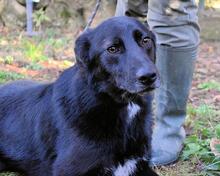 SABELE, Hund, Mischlingshund in Italien - Bild 3