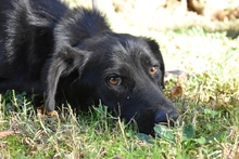 SAFFIRO, Hund, Mischlingshund in Italien - Bild 1