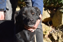 SAFFIRO, Hund, Mischlingshund in Italien - Bild 2