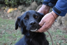 SAFFIRO, Hund, Mischlingshund in Italien - Bild 3