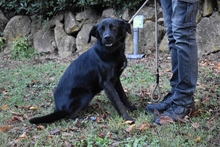 SAFFIRO, Hund, Mischlingshund in Italien - Bild 4
