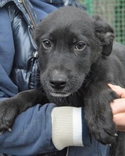 SAFFIRO, Hund, Mischlingshund in Italien - Bild 5