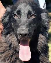 SALVUCCIO, Hund, Mischlingshund in Italien - Bild 1