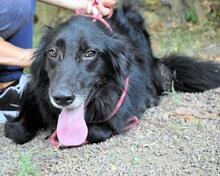 SALVUCCIO, Hund, Mischlingshund in Italien - Bild 10