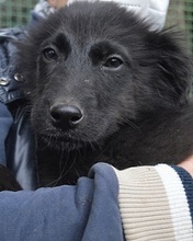 SALVUCCIO, Hund, Mischlingshund in Italien - Bild 2