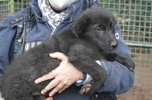SALVUCCIO, Hund, Mischlingshund in Italien - Bild 3