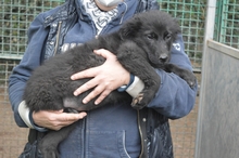 SALVUCCIO, Hund, Mischlingshund in Italien - Bild 4