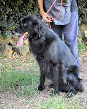 SALVUCCIO, Hund, Mischlingshund in Italien - Bild 7