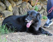 SALVUCCIO, Hund, Mischlingshund in Italien - Bild 8