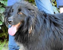 SETTIMIO, Hund, Mischlingshund in Italien - Bild 1