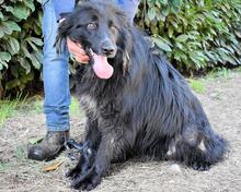 SETTIMIO, Hund, Mischlingshund in Italien - Bild 3