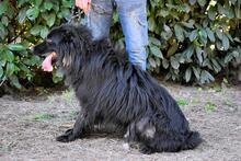 SETTIMIO, Hund, Mischlingshund in Italien - Bild 4