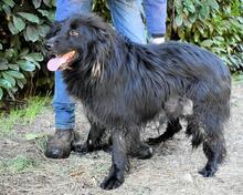 SETTIMIO, Hund, Mischlingshund in Italien - Bild 5