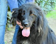 SETTIMIO, Hund, Mischlingshund in Italien - Bild 6