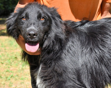 SETTIMIO, Hund, Mischlingshund in Italien - Bild 8