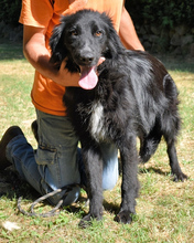 SETTIMIO, Hund, Mischlingshund in Italien - Bild 9