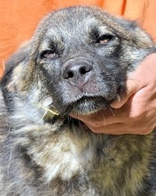 SILVANA, Hund, Mischlingshund in Italien - Bild 1