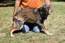 SILVANA, Hund, Mischlingshund in Italien - Bild 3