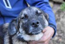 SILVANA, Hund, Mischlingshund in Italien - Bild 5