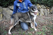 SILVANA, Hund, Mischlingshund in Italien - Bild 6
