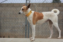HOPE, Hund, Mischlingshund in Spanien - Bild 10
