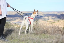 HOPE, Hund, Mischlingshund in Spanien - Bild 15