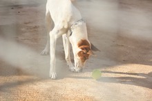 HOPE, Hund, Mischlingshund in Spanien - Bild 19