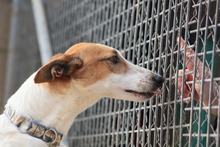 HOPE, Hund, Mischlingshund in Spanien - Bild 20