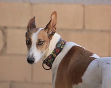 HOPE, Hund, Mischlingshund in Spanien - Bild 3