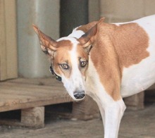 HOPE, Hund, Mischlingshund in Spanien - Bild 4