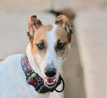 HOPE, Hund, Mischlingshund in Spanien - Bild 5