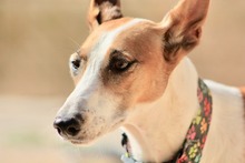 HOPE, Hund, Mischlingshund in Spanien - Bild 6