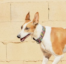 HOPE, Hund, Mischlingshund in Spanien - Bild 8