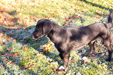 MAJOR, Hund, Mischlingshund in Kroatien - Bild 2