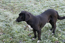 MAJOR, Hund, Mischlingshund in Kroatien - Bild 5