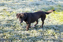 MAJOR, Hund, Mischlingshund in Kroatien - Bild 6