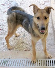 BONITO2, Hund, Deutscher Schäferhund-Mix in Zypern - Bild 2