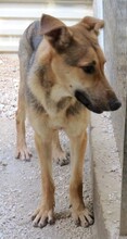 BONITO2, Hund, Deutscher Schäferhund-Mix in Zypern - Bild 3