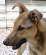 BONITO2, Hund, Deutscher Schäferhund-Mix in Zypern - Bild 4