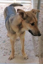 BONITO2, Hund, Deutscher Schäferhund-Mix in Zypern - Bild 6