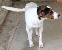 DERBY, Hund, Mischlingshund in Zypern - Bild 3