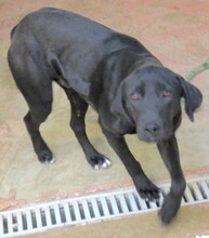 EMILIO, Hund, Labrador-Mix in Bremen